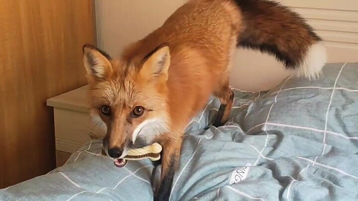 Hóa ra cáo thật sự lắm mưu mẹo lại còn thù dai [Cáo]