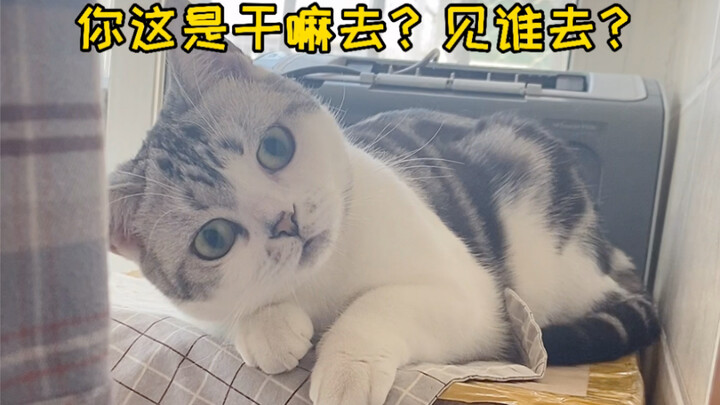 当我化完妆之后，我家猫好像不认识我了…