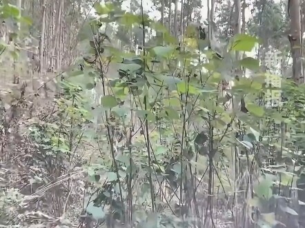 导航：这条路能走，下次推荐！
