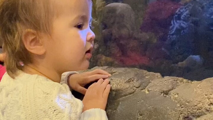 Bag Brothers 🦈 One-Day Aquarium Trip