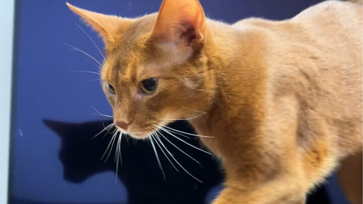 I’m done being human…