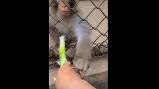 รวมคลิปตลกๆ : เเย่งของตรู…ก็ต้องเจอบิดให้จำ!!