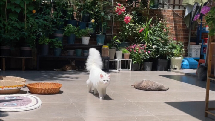 خرجت الشمس فطردت الـ12 قطة الصغيرة إلى الفناء لتتشمس وتكسب بعض اللحم!