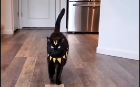 How Intense Is a Cat’s Aura?