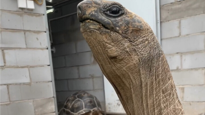 Asia’s largest giant tortoise—have you ever seen one?