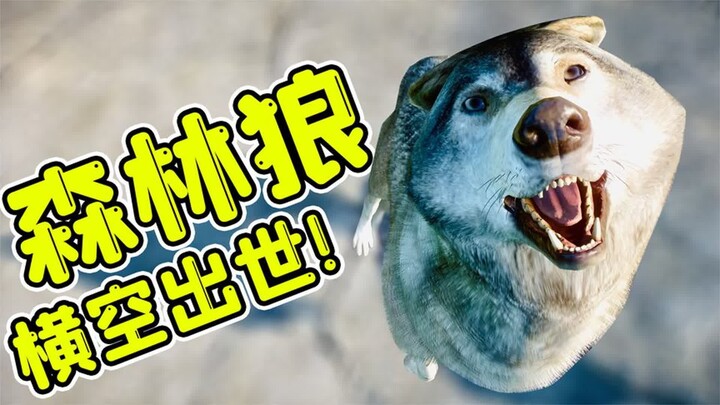 动物园之星：森林狼横空出世，观众数量增加2000人，赚翻了！