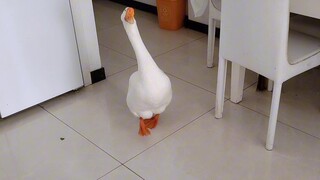 Những khoảnh khắc ngỗng lớn chờ đợi bạn hoàn toàn thể hiện sự đơn thuần giữa con người và động vật