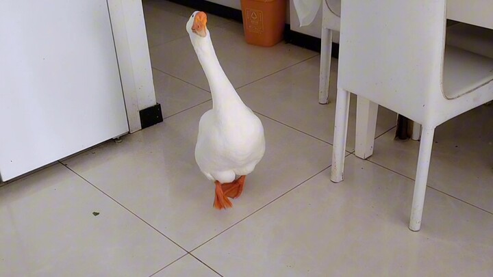 Những khoảnh khắc ngỗng lớn chờ đợi bạn hoàn toàn thể hiện sự đơn thuần giữa con người và động vật