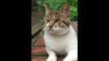 Peliharaan Imut|Kucing yang Kehilangan Penglihatannya
