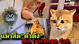 ตัวตึง ! รวมคลิปแมวส้มขำๆ จากทั่วโลก ! Number 1 orange cat in the world