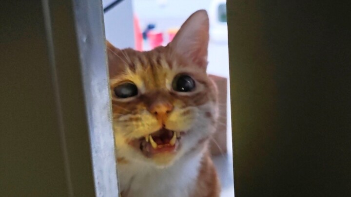 Person, you're finally back! [Every day, the kitten waits for me at the door to come home