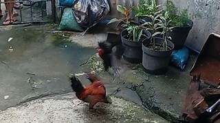 pula Vs binabae