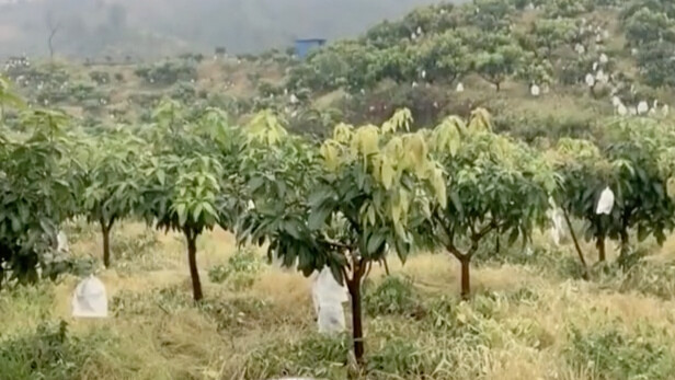 هل سبق لك أن سمعت صوت المانجو؟