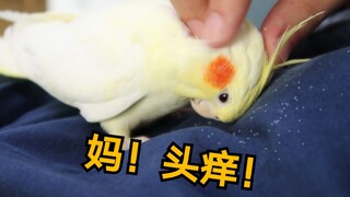 How terrible is the feather dust of cockatiels during the change of seasons?