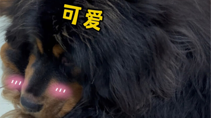 Shy Tibetan Mastiff, hahaha!