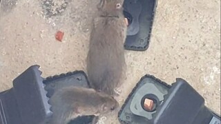 Tikus harus dikalahkan seperti ini!