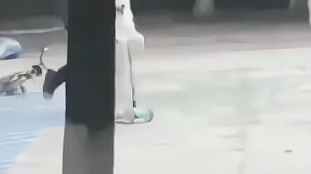 คนที่ถูกแท็กจะส่งลูกสุนัขน่ารักให้คุณหนึ่งตัว