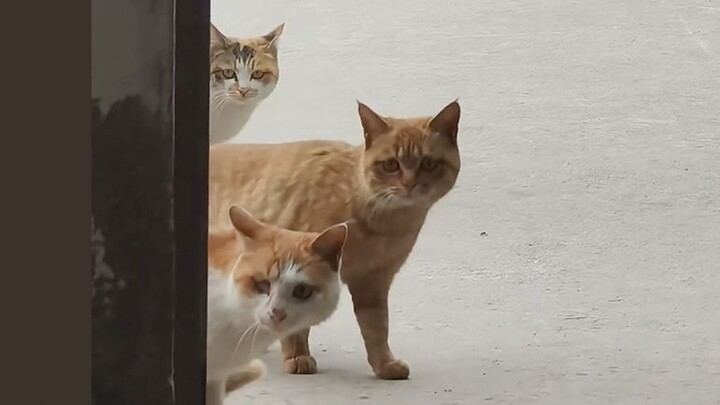 [Animal Voice Acting] Why is he using our cat litter box?