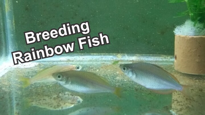 Lazy Way To Breeding Rainbow Fish