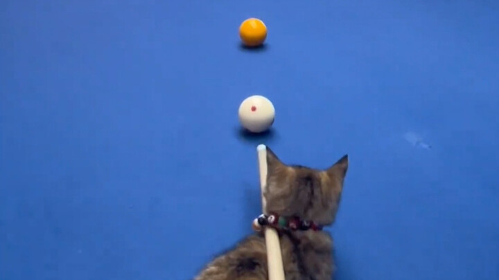 แมว: ดูให้ดีนะ ฉันจะสอนแค่ครั้งเดียวเท่านั้น