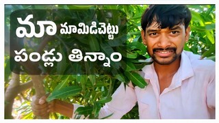 RAJU BEDIGALA | మా మామిడి చెట్టు పడ్లు తిన్నాం | RAJU BEDIGALA ALL IN ONE