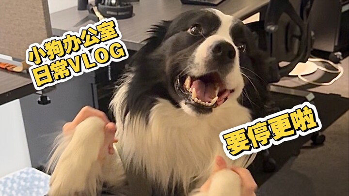 This might be the last episode of Puppy's Work Vlog