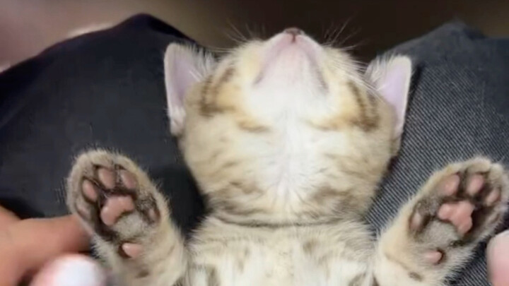 Oh my gosh, so cute!