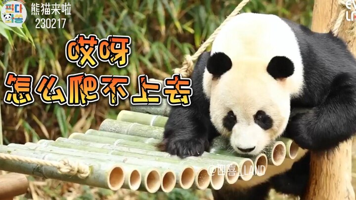 【ซับไทย】ซ่งเป่าติดตั้งเปลไกวให้เล่อเป่าใหม่ พ่อเล่อของเราพอใจกับเปลใบนี้มากเลย