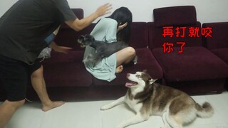 The husband makes the wife cry—what will the husky standing nearby do?