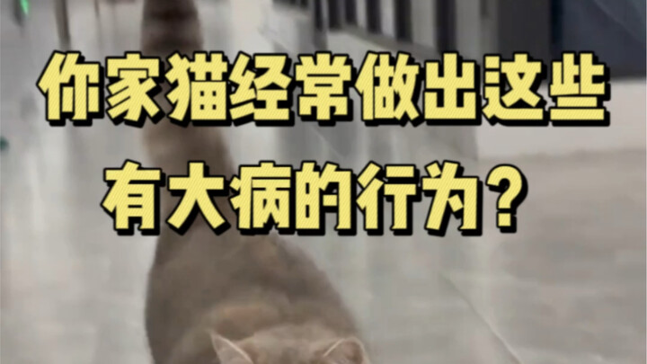 Does your cat often exhibit these behaviors that could indicate a serious illness?