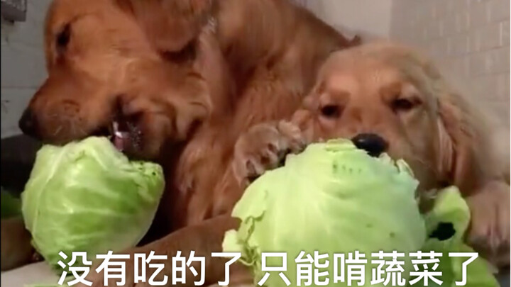 ช่วงเวลาพิเศษ ที่บ้านอาหารหมดแล้ว ได้แต่กัดกินผักไปพลางๆ