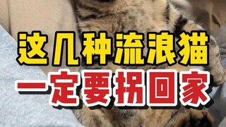หากเจอแมวจรจัดสุดน่ารัก 4 ประเภทนี้ระหว่างทาง ต้องรีบพามันกลับบ้านเด็ดขาด!