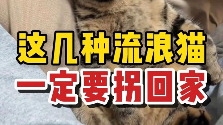 إذا صادفت هذه الأنواع الأربعة من القطط الضالة الثمينة في الطريق، فعليك حتمًا أن تأخذها معك إلى المنز