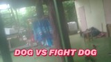 DOG VS FIGHT DOG VIDEO