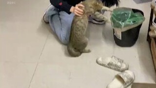 The beauty thought she was already pretty clingy—little did she know the cat was even more clingy th