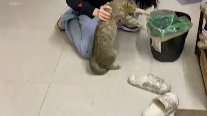 The beauty thought she was already pretty clingy—little did she know the cat was even more clingy th