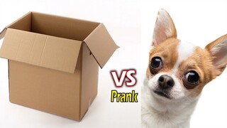 [Big Prank Dog] Big Box vs Prank Dog Sleep