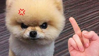 The Funniest Animal Reactions Ever Compilation | Pets Town