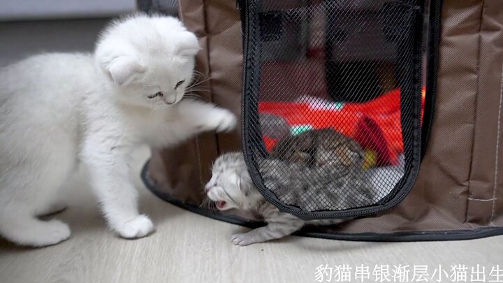 Ngày thứ 5 sau khi sinh, mèo mẹ chỉ rời đi vài giây để đi vệ sinh, thế là chú mèo con đã khóc đòi mẹ