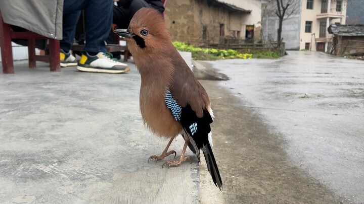 Chim cũng biết nhảy à? Vua nhảy của thế giới loài chim chắc chắn là bạn rồi!