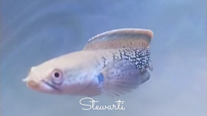 Channa Stewarti