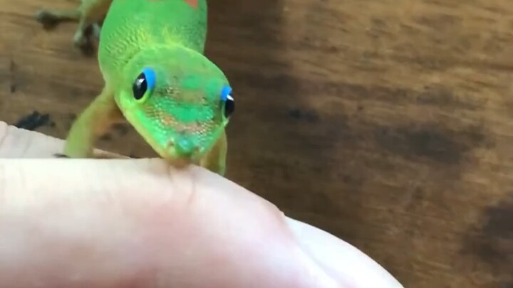 Curious Yet Polite Day Gecko