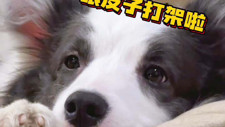 Putting a puppy to sleep is just like soothing a little kid～