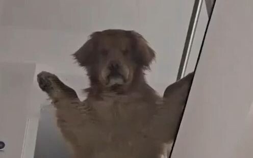A big Golden Retriever at a foreign netizen’s home absolutely loves lounging on the glass balcony up