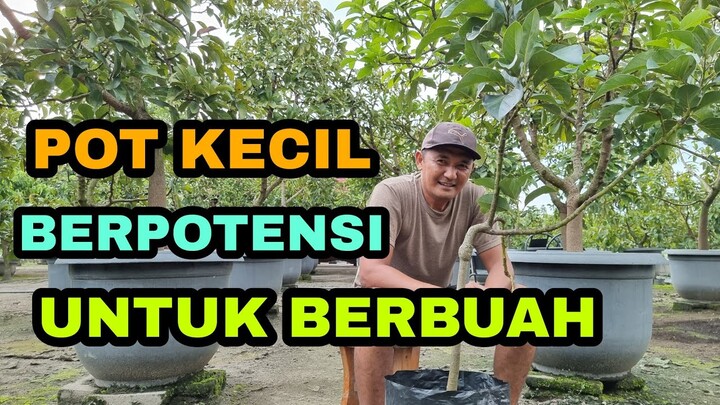 POT KECIL BERPOTENSI UNTUK BERBUAH