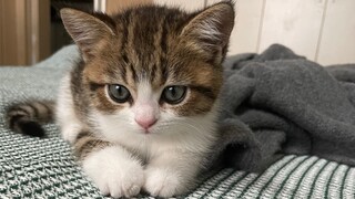 Meo Meo, bạn không được phép ngủ!!