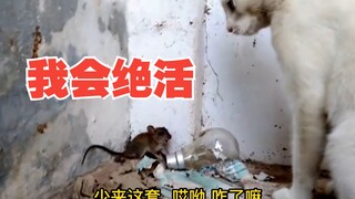 小耗子被猫咪堵在墙角，表演绝活！