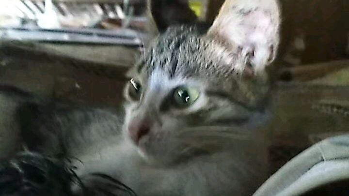 Rrtera certas & discd the cost and 😍🤩🥰🐈