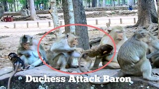 Oops!!, Monkey Duchess Attack Baby Baron No Scare, Duchess Fight and Try To Bite Baby Monkey Not Cry