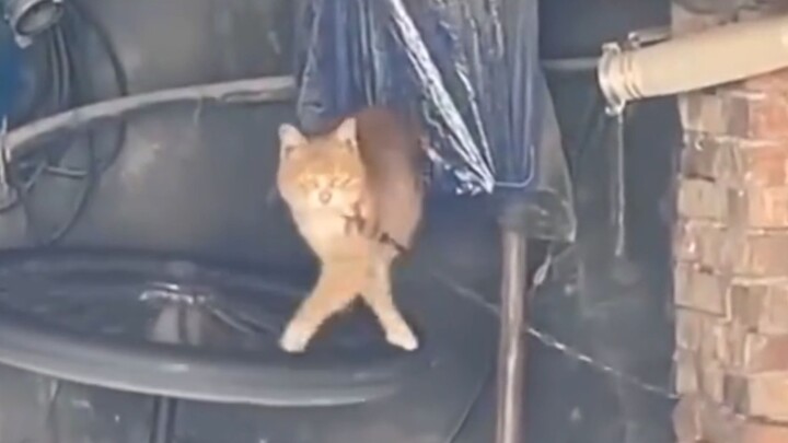 Who taught you to walk like that?!